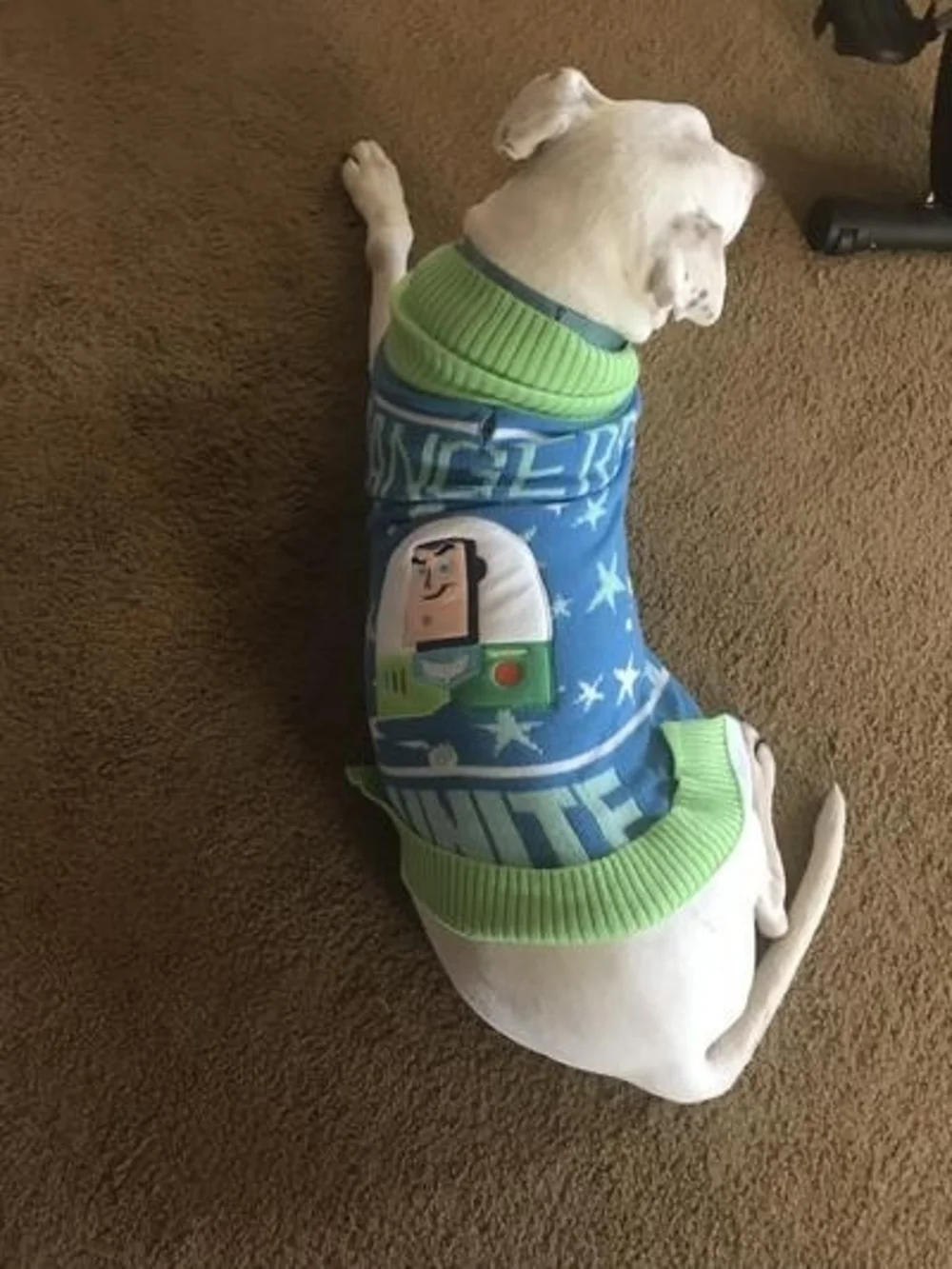 Disney Blue and Green 'Unite' Knit Dog Sweater - Buzz Motif